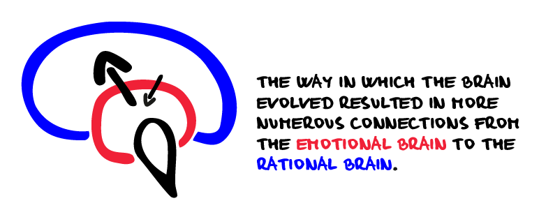 Emotional brain has more connections to rational brain than vice versa